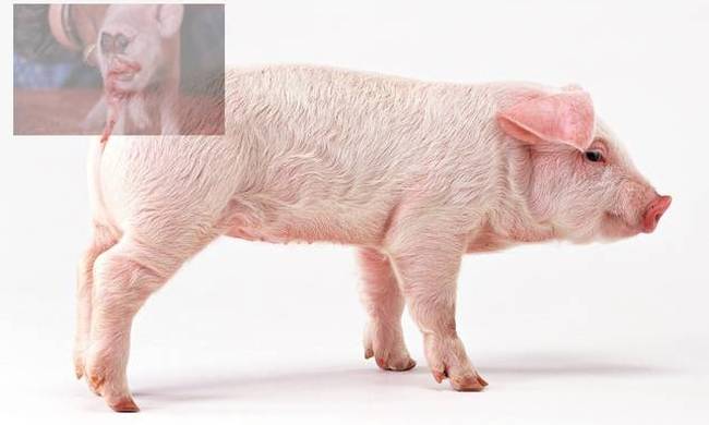 Φρίκη: Γεννήθηκε μεταλλαγμένο γουρούνι με πρόσωπο... πιθήκου (photos)
