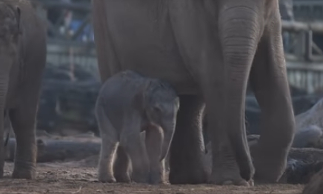 Εντυπωσιακό video: Δείτε καρέ - καρέ τη γέννηση ενός ασιατικού ελέφαντα!