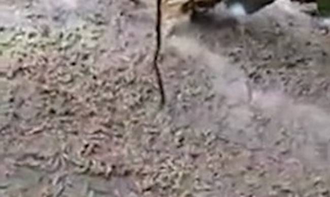 Ανατριχιαστικό video: Χιλιάδες κάμπιες περικυκλώνουν άνδρα!