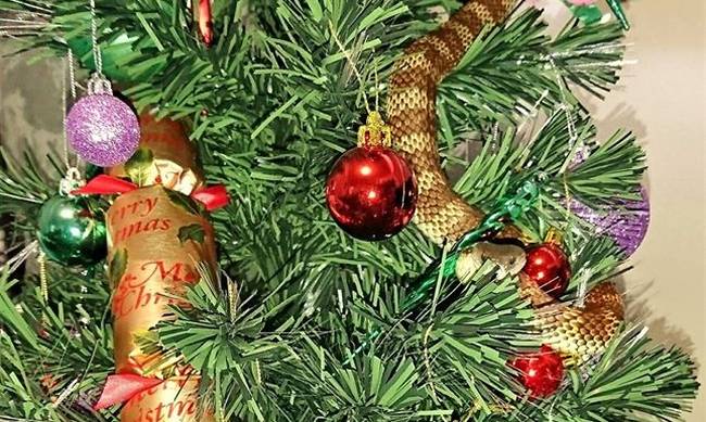 Απίστευτο! Βρήκε στο χριστουγεννιάτικο δέντρο δηλητηριώδες φίδι τυλιγμένο σαν γιρλάντα (εικόνες)
