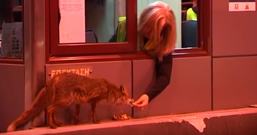 Απίστευτο Βίντεο: Ελληνίδα υπάλληλος διοδίων ταΐζει στο στόμα μια αλεπού