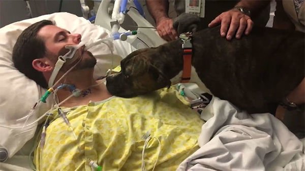 dog visits dying owner hospital 7