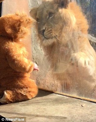Viral Video: Η στιγμή που ένα μωρό ντυμένο λιοντάρι συναντά ένα πραγματικό λιοντάρι!