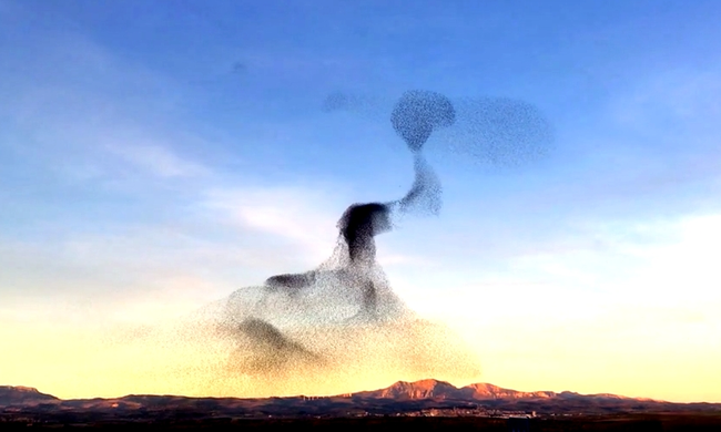 Viral video: Ο «χορός» των πουλιών που... μαγεύει!