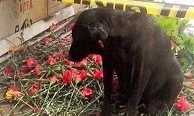 Τουρκία: Ραγίζει καρδιές ο σκύλος που περιμένει το αφεντικό του - Σκοτώθηκε στη Σμύρνη