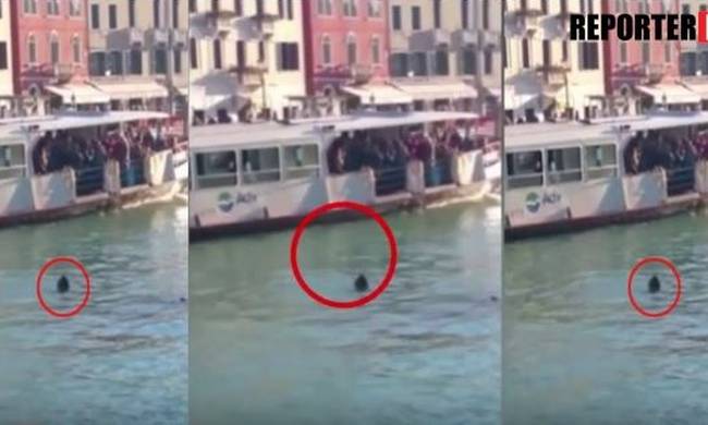 Βίντεο που σοκάρει: Μετανάστης αυτοκτόνησε πέφτοντας στο Μεγάλο Κανάλι της Βενετίας (Προσοχή! Σκληρές εικόνες)