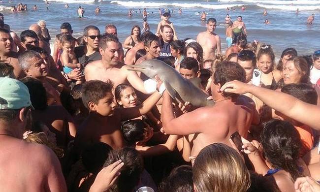 Ντροπή: Τουρίστες ήθελαν να βγάλουν selfie με δελφίνι και εκείνο αργοπέθαινε (φωτό-βίντεο)