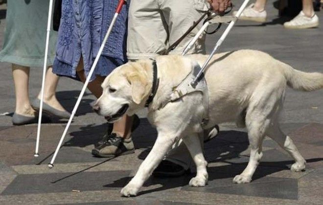 Απίστευτη βαρβαρότητα: Δηλητηρίασαν τα «μάτια» ενός τυφλού παιδιού – Έριξαν φόλα στον σκύλο-συνοδό του