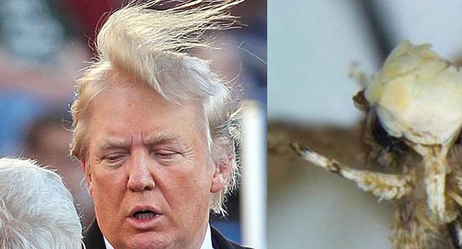 Μικροσκοπικό έντομο ονομάστηκε Ντόναλντ Τραμπ λόγω μαλλιών!