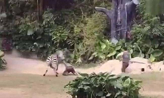 Σοκαριστικό βίντεο: Υπάλληλος ζωολογικού κήπου δέχεται επίθεση από ζέβρα