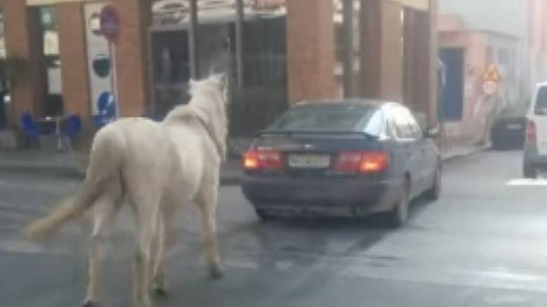Άλογο κόβει βόλτες στους... δρόμους της Θεσσαλονίκης δεμένο πίσω από αυτοκίνητο (vid)