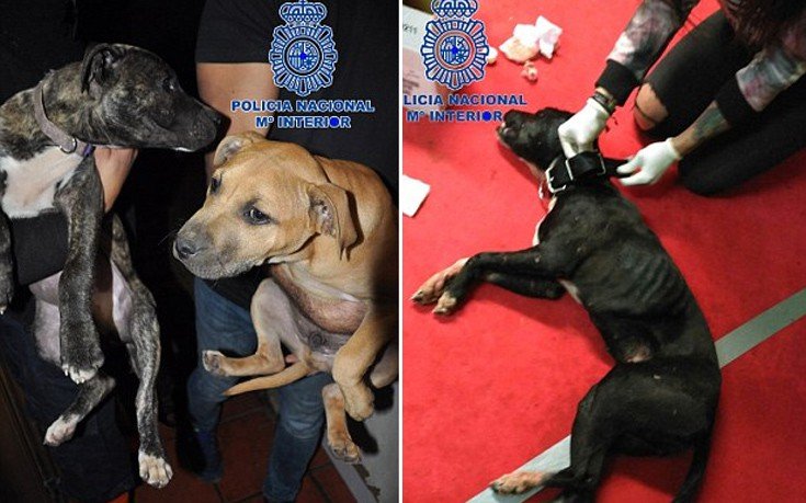 Εισβολή αστυνομικών σε fight club σκύλων – Διέσωσαν 230 σκυλιά (φωτό & βίντεο) – ΠΡΟΣΟΧΗ σκληρές εικόνες