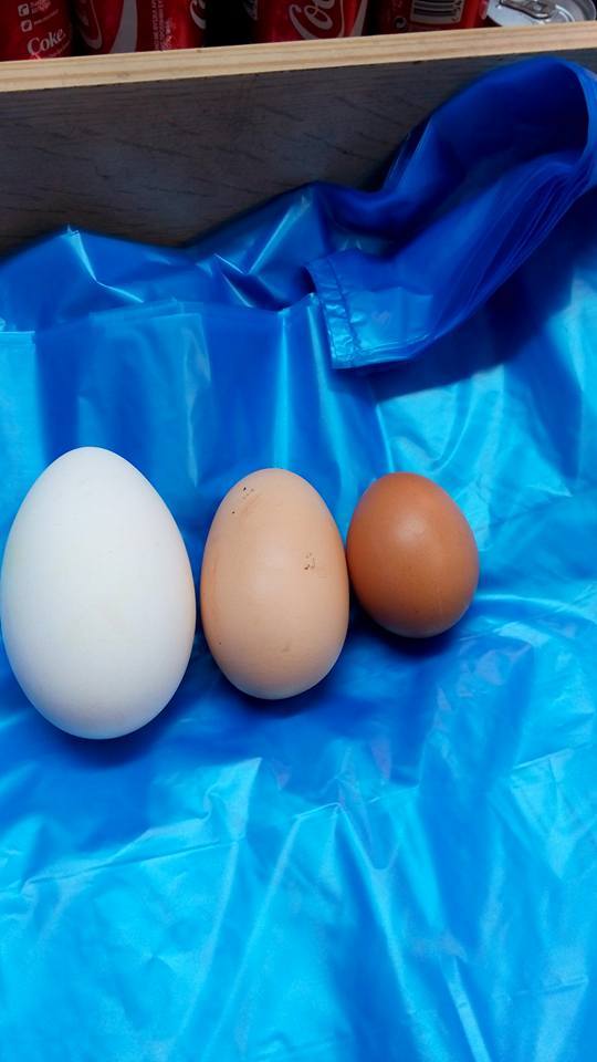 Κεφαλονιά: Κότα γέννησε αυγό γίγας!