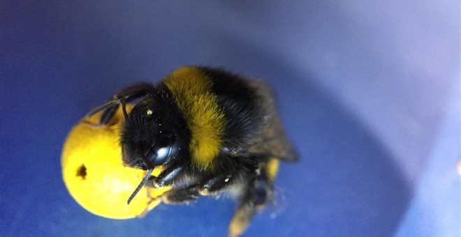 Επιστήμονες έμαθαν σε μέλισσες να παίζουν μπάλα και να σκοράρουν!