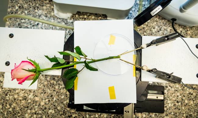 Ελληνίδα δημιούργησε το πρώτο ηλεκτρονικό… τριαντάφυλλο!