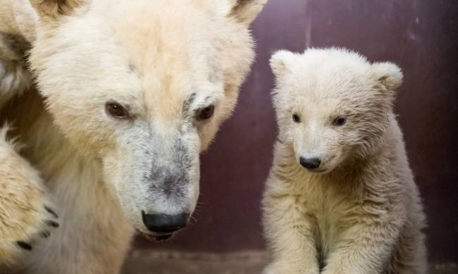 Θρήνος στο Βερολίνο: Πέθανε ο Φιτς, το πολικό αρκουδάκι που είχε κλέψει τις καρδιές των Γερμανών