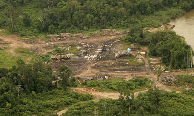 Βραζιλία: Νέα βάση δεδομένων στη μάχη ενάντια της παράνομης υλοτόμησης του Αμαζονίου