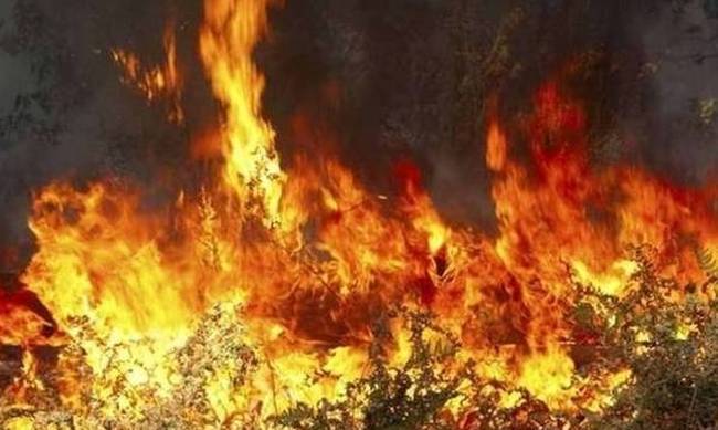 Έρευνα: Εννιά στις δέκα πυρκαγιές οφείλονται σε… ανθρώπινο χέρι