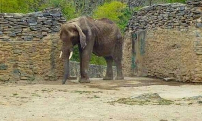 Σοκ προκαλεί η φωτογραφία αποστεωμένου ελέφαντα σε ζωολογικό κήπο στη Βενεζουέλα (Pic+Vid)