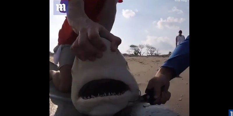 Ατρόμητος!!! Έβγαλε αγκίστρι από το στόμα καρχαρία με τα χέρια του (video)