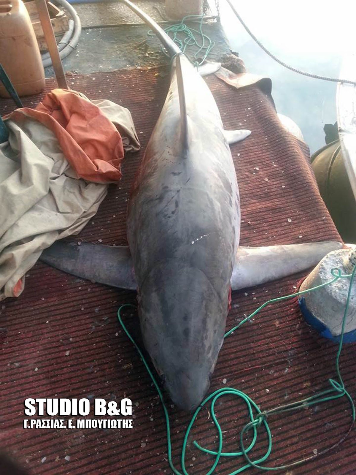 Αναστάτωση στην Νέα Κίο: Ψάρεψαν καρχαρία 4 μέτρων