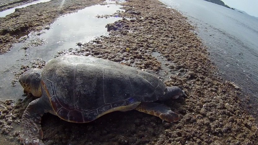 Οργή: Αποκεφάλισαν 10 θαλάσσιες χελώνες στη Νάξο