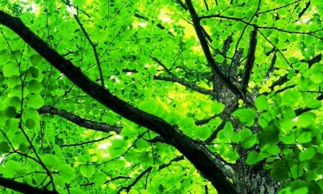 Πάνω από 60.000 είδη δένδρων στη Γη