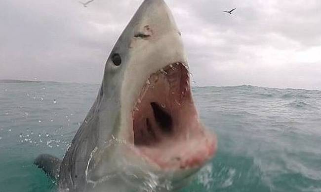 Κάμερα κατέγραψε τον τρόπο που επιτίθεται ένας λευκός καρχαρίας (vid)