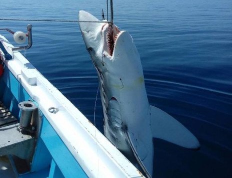Καρχαρίας 300 κιλών στα ελληνικά νερά!