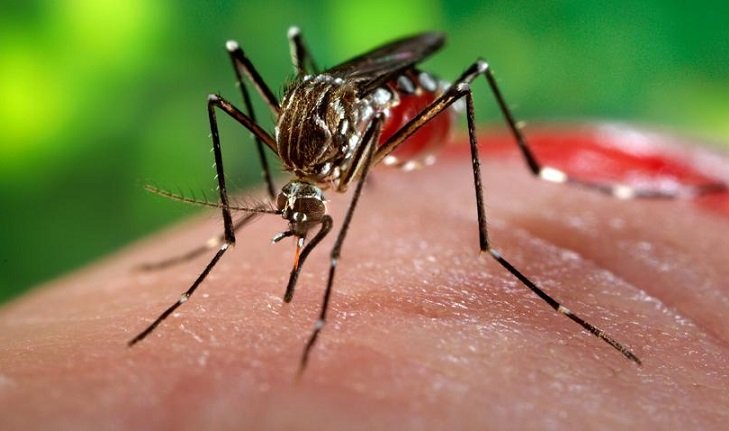 Κουνούπια: 6 φυσικοί τρόποι για να φύγει η φαγούρα