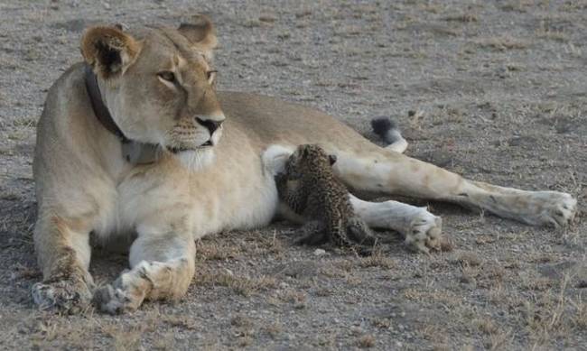 Eξαιρετικά σπάνιο φαινόμενο: Λέαινα θηλάζει ορφανή λεοπάρδαλη! (pic)