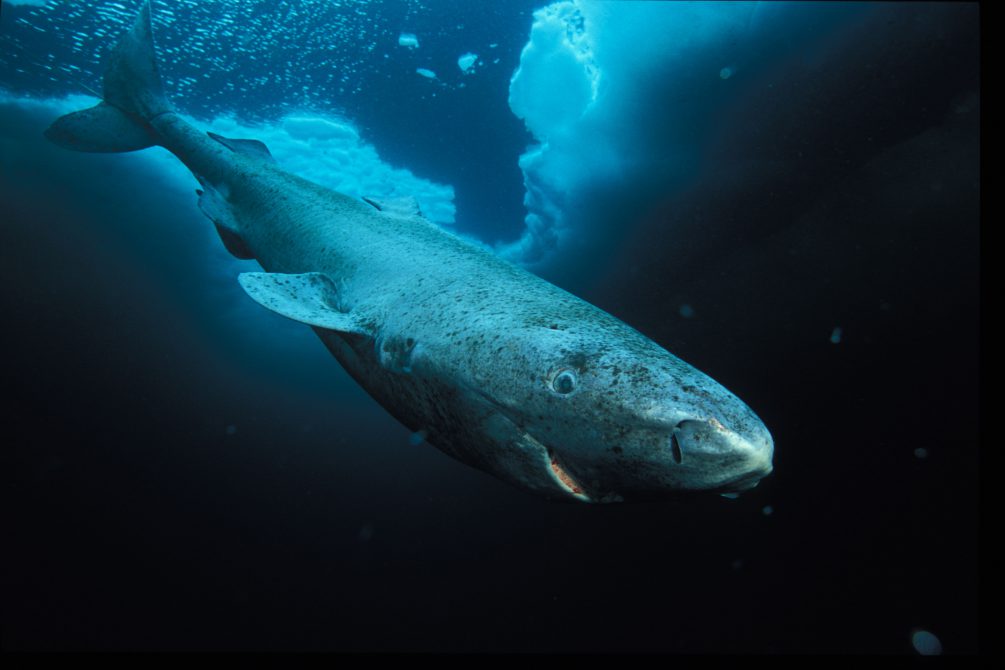 Ο καρχαρίας της Γροιλανδίας και το μυστικό της μακροζωίας