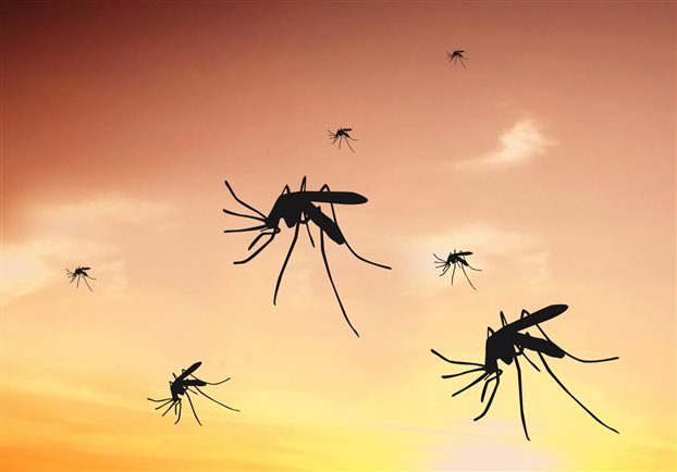 Κρατήστε μακριά έντομα και κουνούπια