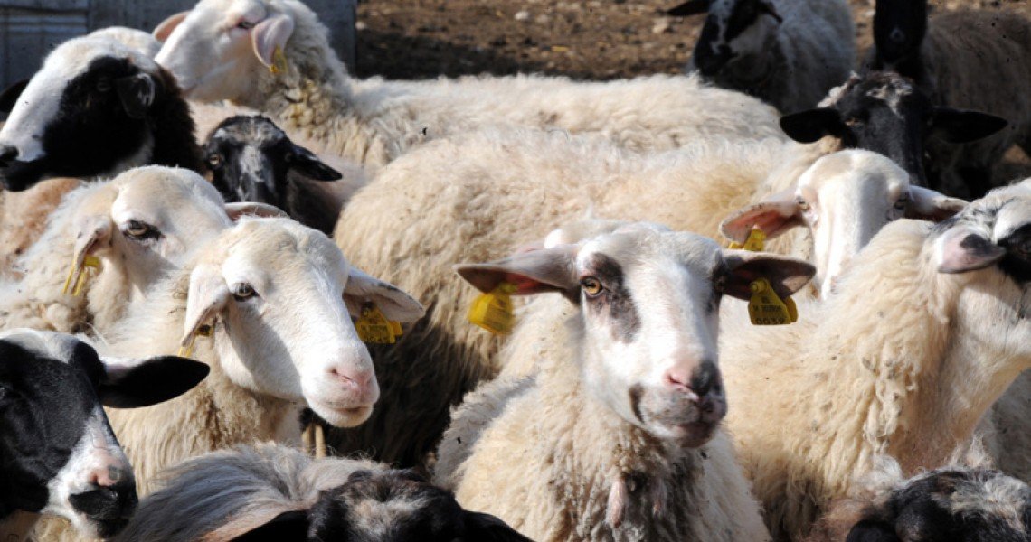 Σε μίνι καραντίνα η Λέσβος λόγω εμφάνισης ευλογιάς σε πρόβατο