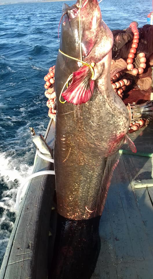 Λίμνη Τριχωνίδας: Έπιασε ψάρι 85 κιλών!