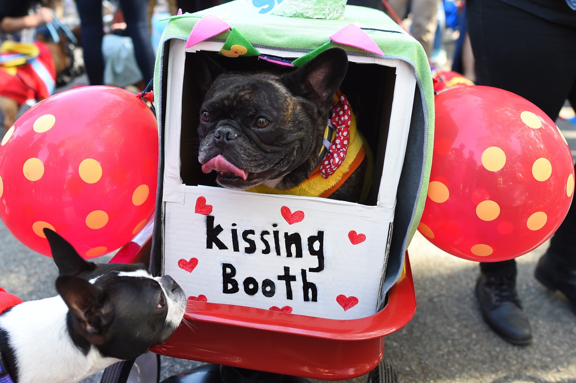 Νέα Υόρκη: Halloween παρέλαση σκύλων