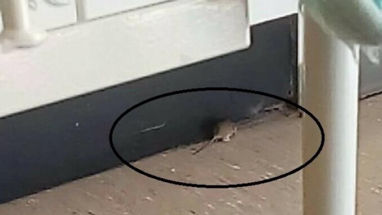 Καταγγελία για ποντίκι στο πανεπιστημιακό νοσοκομείο Ηρακλείου