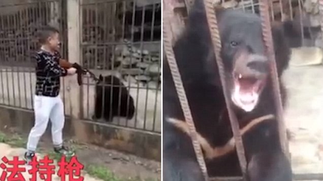 Σοκ και αποτροπιασμός! Κινέζος δολοφονεί μία ανυπεράσπιστη αρκούδα σε ζωολογικό κήπο