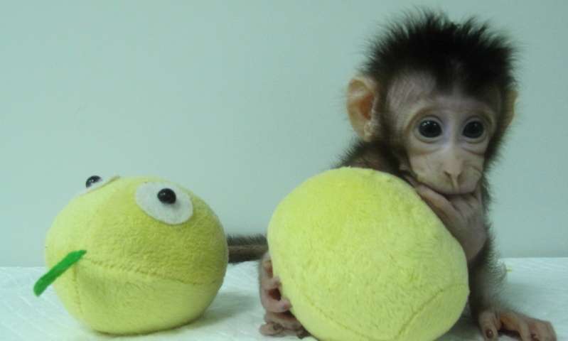 22 χρόνια μετά την Ντόλι, Κινέζοι επιστήμονες κλωνοποίησαν δύο μαϊμούδες (video)