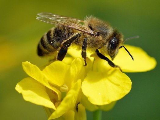Νεκρός 60χρονος από τσίμπημα μέλισσας
