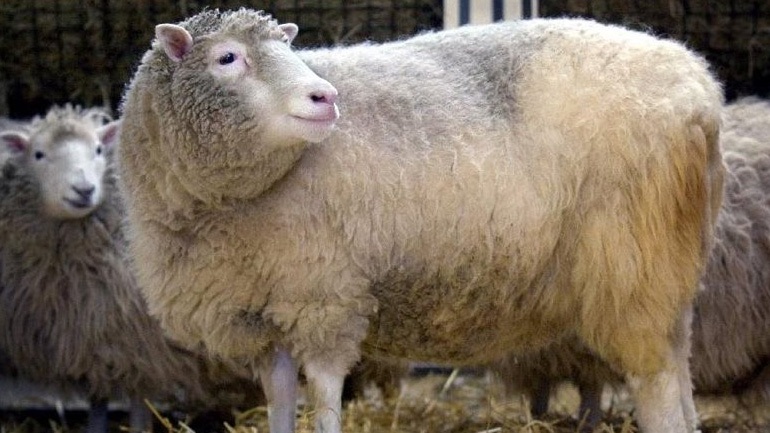 (Video) Μπεεε στη Θεσσαλονίκη. Πρόβατο έτρεχε στο αντίθετο ρεύμα κυκλοφορίας