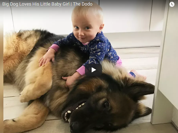 (Video) Μωρό και λυκόσκυλο, οι καλύτεροι φίλοι