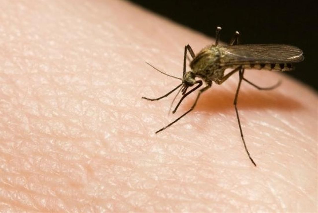 Προσοχή στα κουνούπια - Τρόποι αντιμετώπισής τους