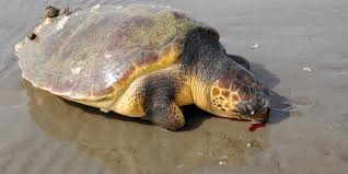 Νεκρή χελώνα καρέτα καρέτα σε ακτή στη Λακωνία