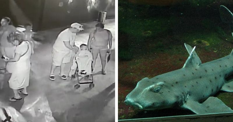 (Video) Άλλο πάλι και τούτο, έκλεψαν καρχαρία από ενυδρείο
