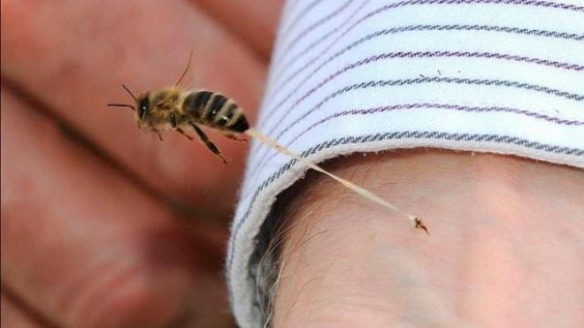 Τραγικό: Ψαράς έχασε την ζωή του από τσιμπήματα μελισσών στην Εύβοια