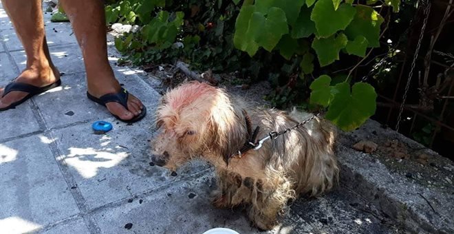 Κέρκυρα: Πρόστιμο 30.000 ευρώ σε 62χρονο που περιέλουσε σκυλάκι με πετρέλαιο