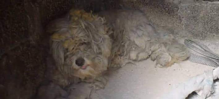 Υιοθετήθηκε ο σκυλάκος που γλίτωσε από την πυρκαγιά στο Μάτι