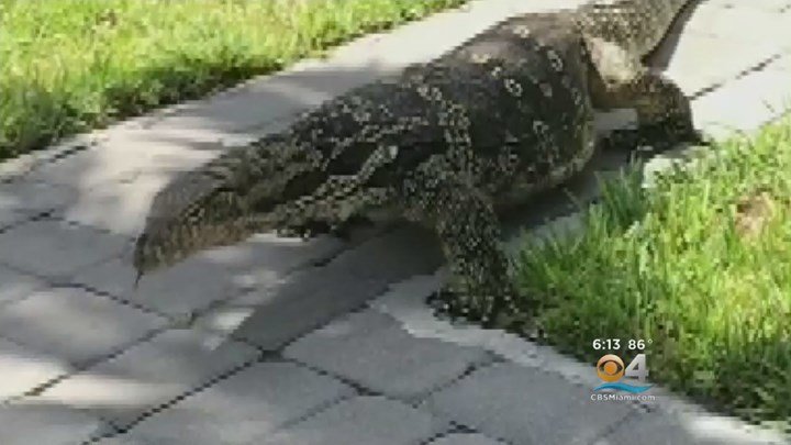 Σαύρα -τέρας κόβει βόλτες ανενόχλητη σε αυλή σπιτιού στη Φλόριντα!