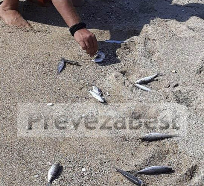 (Video) Ανησυχία στην Πρέβεζα, η θάλασσα ξεβράζει νεκρά ψάρια